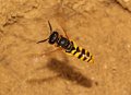 23 bijenwof Philanthus triangulum f Stalberg De Hamert_resize